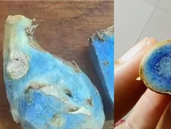 Bukan Kunyit Biasa! Ini 5 Beda dan Manfaat Kunyit Biru yang Unik