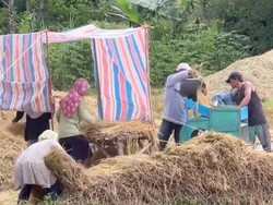 Mengenal Marsialap Ari, Tradisi Gotong Royong Masyarakat Mandailing