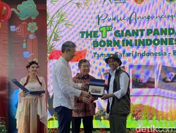Bukan Kelahiran Panda Biasa, Satrio Jadi Simbol Baru Kehangatan Indonesia-China