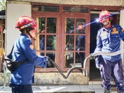 Ngeri! Nasikin Lolos dari King Kobra yang Mengintai di Bawah Kasur