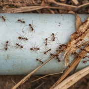 Rumah Bebas Semut! Simak 5 Tips Mengusir Semut dengan Mudah