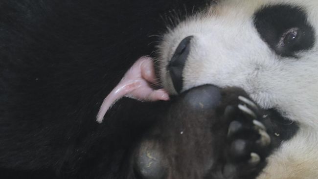 kelahiran bayi panda bernama Satrio Wiratama di Taman Safari Indonesia di Bogor, Jawa Barat, menjadi torehan prestasi yang membanggakan dalam dunia konservasi.