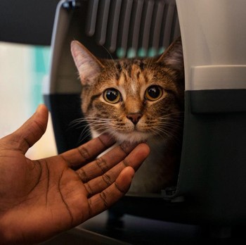 Tak Sekadar Penghibur, Ini 5 Manfaat Memelihara Kucing di Rumah