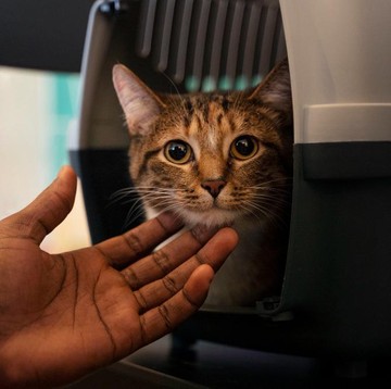 Tak Sekadar Penghibur, Ini 5 Manfaat Memelihara Kucing di Rumah