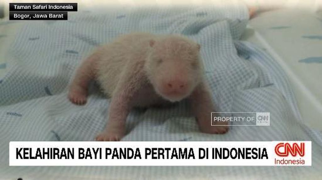 VIDEO: Kelahiran Bayi Panda Pertama di Indonesia