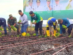 Wali Kota Tarakan Pamer Smart Farming, Tanam Padi Tak Lagi Manual