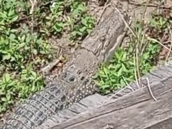 Warga Wajo Ketakutan Buaya 3 Meter Muncul di Sungai Dekat Permukiman
