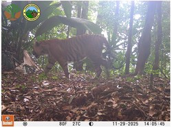4 Ekor Harimau Sumatera Terekam Kamera Jebak di TN Bukit Tigapuluh