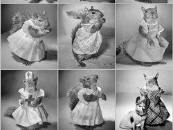 Punya 30 Ribu Followers, Tupai Ini Ikut Berperan untuk AS dalam Perang Dunia II