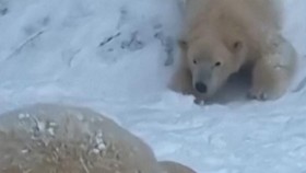 Momen Beruang Kutub Main Salju di Tengah Badai Musim Dingin Hungaria