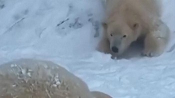 Momen Beruang Kutub Main Salju di Tengah Badai Musim Dingin Hungaria