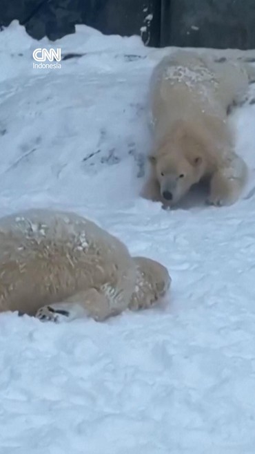 Momen Beruang Kutub Main Salju di Tengah Badai Musim Dingin Hungaria