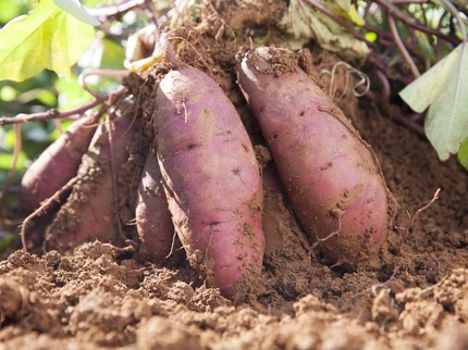 Cara Menanam Ubi di Taman Rumah, Bisa Panen 120 Hari