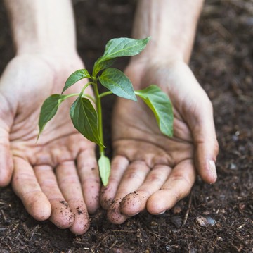 7 Jenis Pohon Penyerap Air Terbaik, Bisa Bantu Cegah Banjir dan Longsor