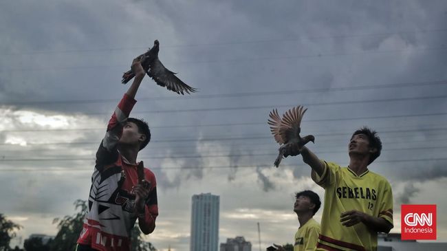 Ciri-ciri merpati balap yang unggul.