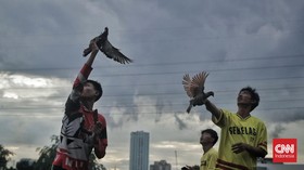 Ciri-ciri merpati balap yang unggul.
