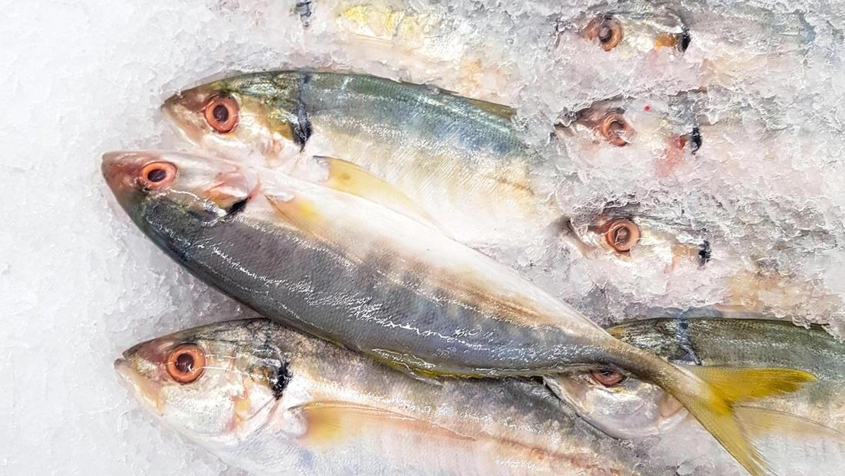 Ikan Lele Vs Kembung, Mana yang Lebih Baik?