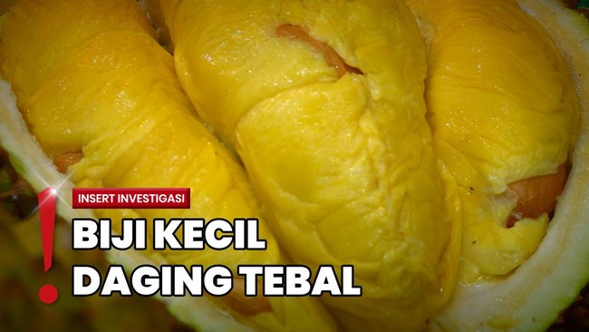Mencicipi Buah Durian di Jakarta Utara Senilai Jutaan Rupiah