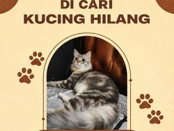 Kehilangan Kucing, Warga Klaten Ini Bikin Sayembara Berhadiah 3 Juta