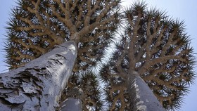 FOTO: Pulau Socotra 'Tempat Persembunyian Dajjal' yang Memesona Turis