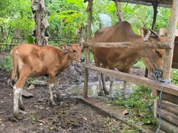 Diduga Terjangkit Penyakit Kulit Berbenjol, Sapi di Jembrana Mati Mendadak