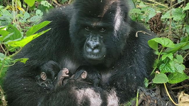 Seekor gorila gunung melahirkan anak kembar di Taman Nasional Virunga, Kongo.