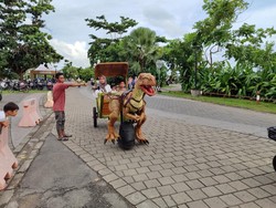 Bukan Kuda, Dinosaurus Tarik Dokar di Mandalika