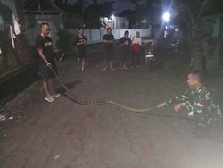 Piton 3 Meter Nyelonong ke Dapur Gegerkan Warung Soto Mbah Usrek Palur