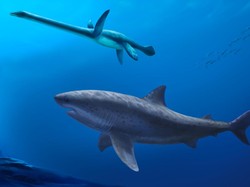 Ternyata Hiu Raksasa Ini Hidup Jauh Sebelum Ada Megalodon, Seberapa Besar?