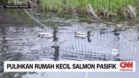 VIDEO: Pulihkan Rumah Kecil Salmon Pasifik