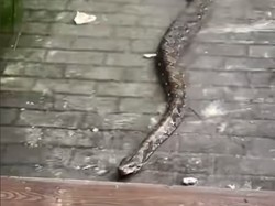 Sanca 3 Meter Keluar Sarang Saat Banjir dan Hampir Masuk Ruko di Jakut