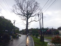 Randu Alas Raksasa di Tuksongo Borobudur Batal Ditebang, Ini Sebabnya
