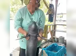 Viral Video Pesut Mahakam Ditangkap-Diajak Joget, Ini Faktanya