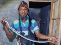 Ngumpet di Gudang Gabah Klaten, Kobra 1,2 Meter Ditangkap