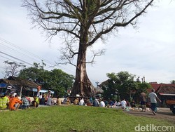 Pohon Randu Raksasa di Tuksongo Borobudur Ditebang, Pekerja Gelar Selamatan