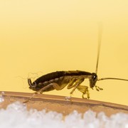 5 Kebiasaan Buruk yang Menarik Serangga ke Dalam Rumah, Wajib Dihindari!