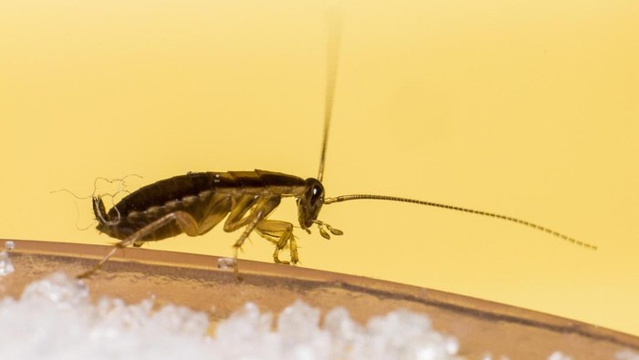 5 Kebiasaan Buruk yang Menarik Serangga ke Dalam Rumah, Wajib Dihindari!