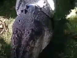 Warga Konawe Selatan Tangkap Buaya 4 Meter Diduga Pemangsa Bocah 13 Tahun