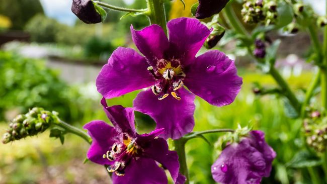 Tren taman 2026 mengarah pada tanaman cantik sekaligus ramah lingkungan. Ini tujuh bunga yang diprediksi bakal jadi favorit.