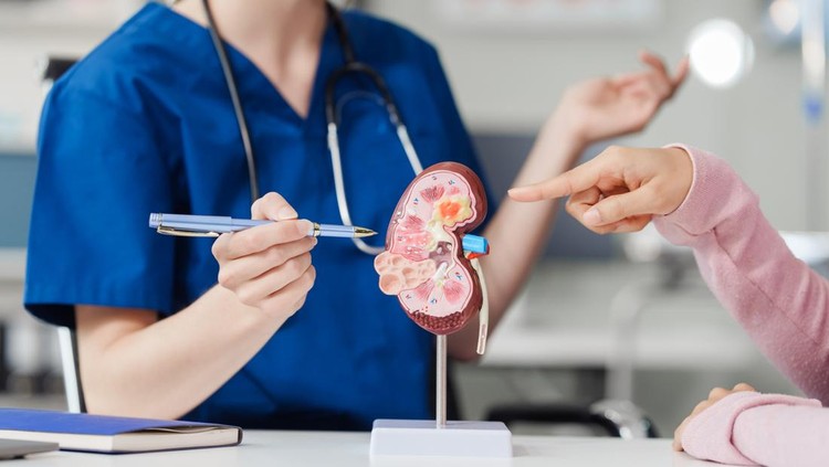 Kidney disease&comma; Chronic kidney disease ckd&comma; Female doctor explains the causes of the disease and treatment guidelines on kidney model to female asian patient at desk at urology hospital room&period;
