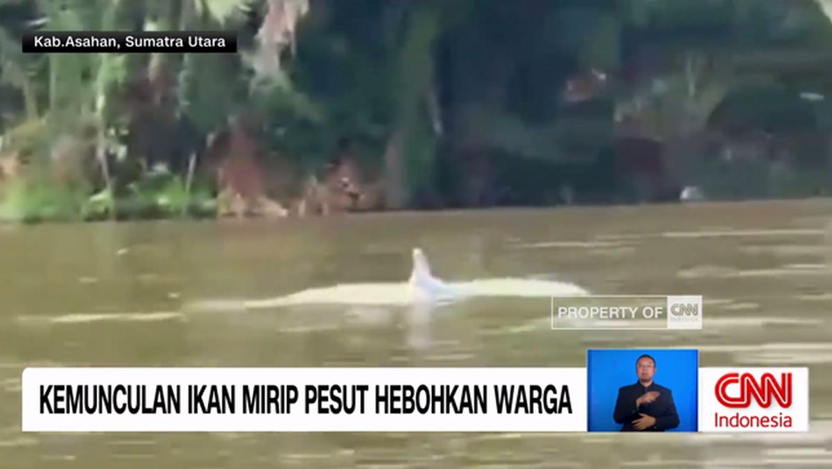 VIDEO: Kemunculan Ikan Mirip Pesut Hebohkan Warga