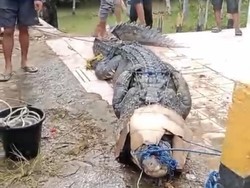 Penampakan Buaya 4 Meter Diduga Pemangsa Bocah 13 Tahun di Konawe Selatan