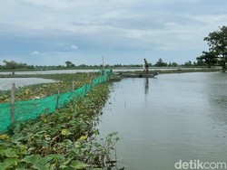 31 Ribu Hektare Sawah-Tambak Terendam Banjir Bengawan Jero Lamongan