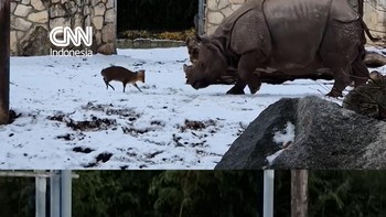 Kecil-kecil Cabe Rawit, Rusa Cilik 'Tantang' Badak Bercula Satu