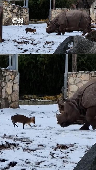 Kecil-kecil Cabe Rawit, Rusa Cilik 'Tantang' Badak Bercula Satu