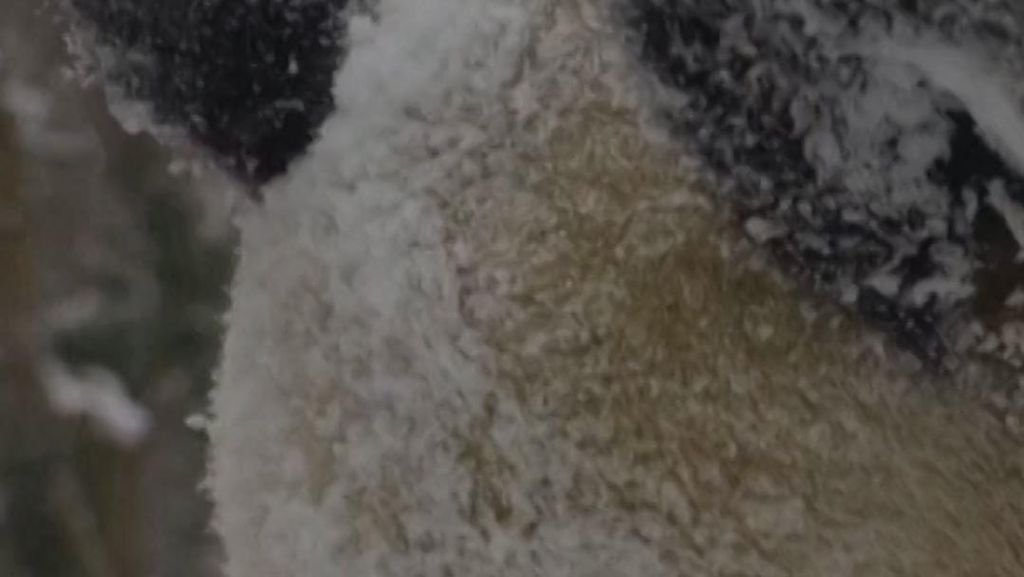 Gemasnya Panda Raksasa Main Salju di Kebun Binatang Wina