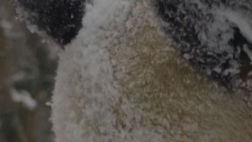 Gemasnya Panda Raksasa Main Salju di Kebun Binatang Wina