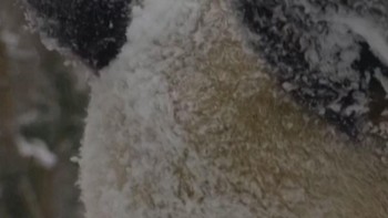 Gemasnya Panda Raksasa Main Salju di Kebun Binatang Wina