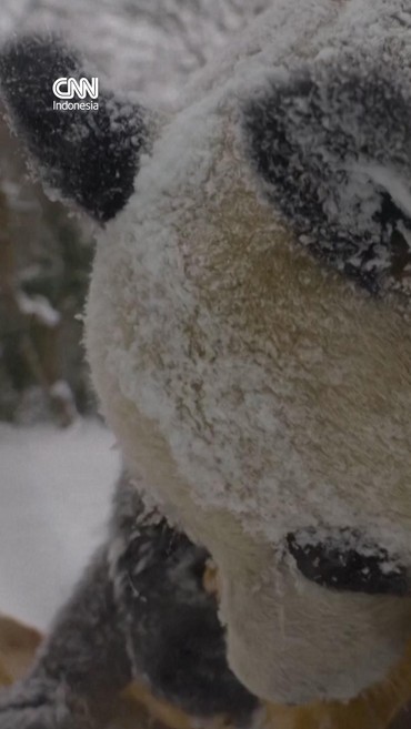 Gemasnya Panda Raksasa Main Salju di Kebun Binatang Wina