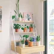 5 Tanaman Hias Minim Perawatan, Bisa Bikin Udara Rumah Bersih dan Segar